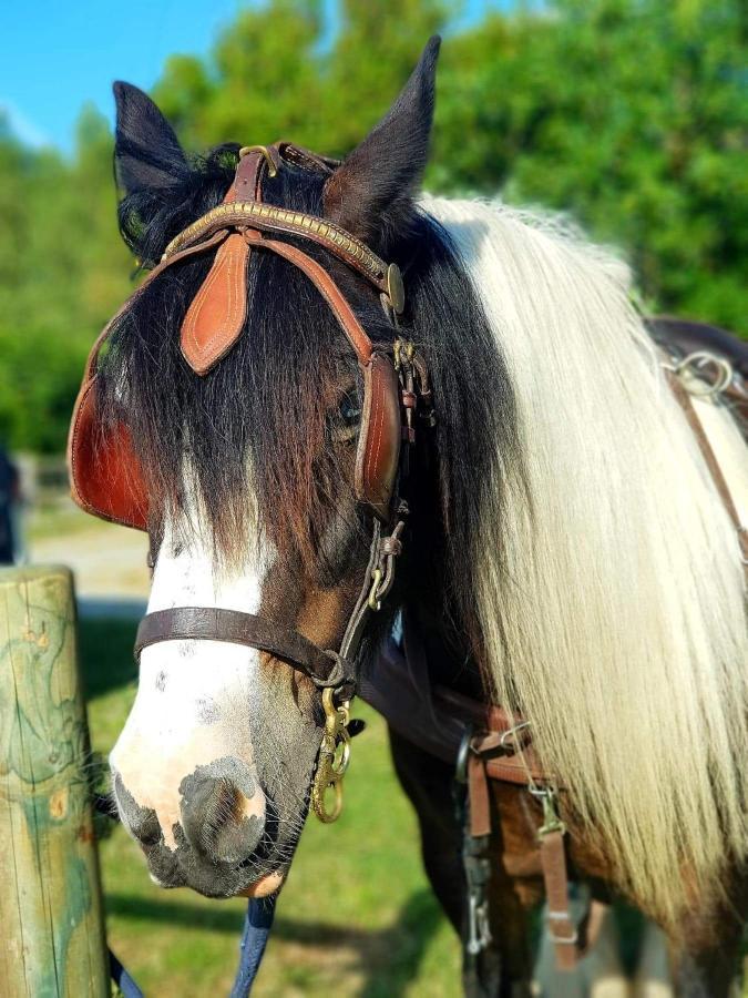 מלון Mont-Dol Les Chevaux De L'Hippocampe מראה חיצוני תמונה
